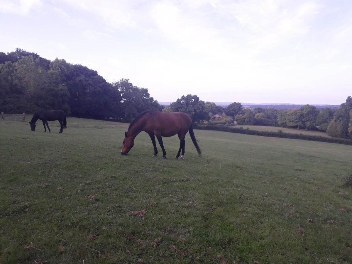 Danehill Moaps Farm B&B Support Small Business, Welcome, Check In From 5 Pm المظهر الخارجي الصورة