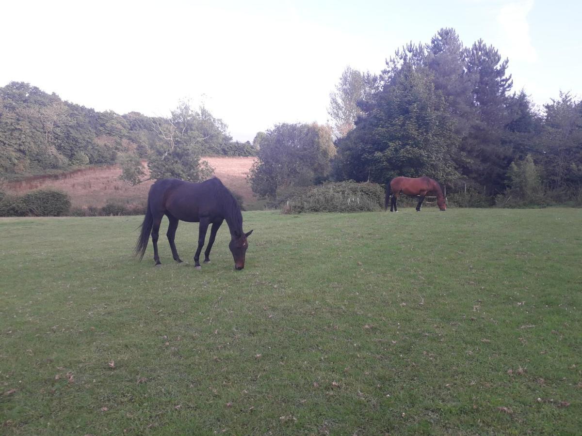 Danehill Moaps Farm B&B Support Small Business, Welcome, Check In From 5 Pm المظهر الخارجي الصورة