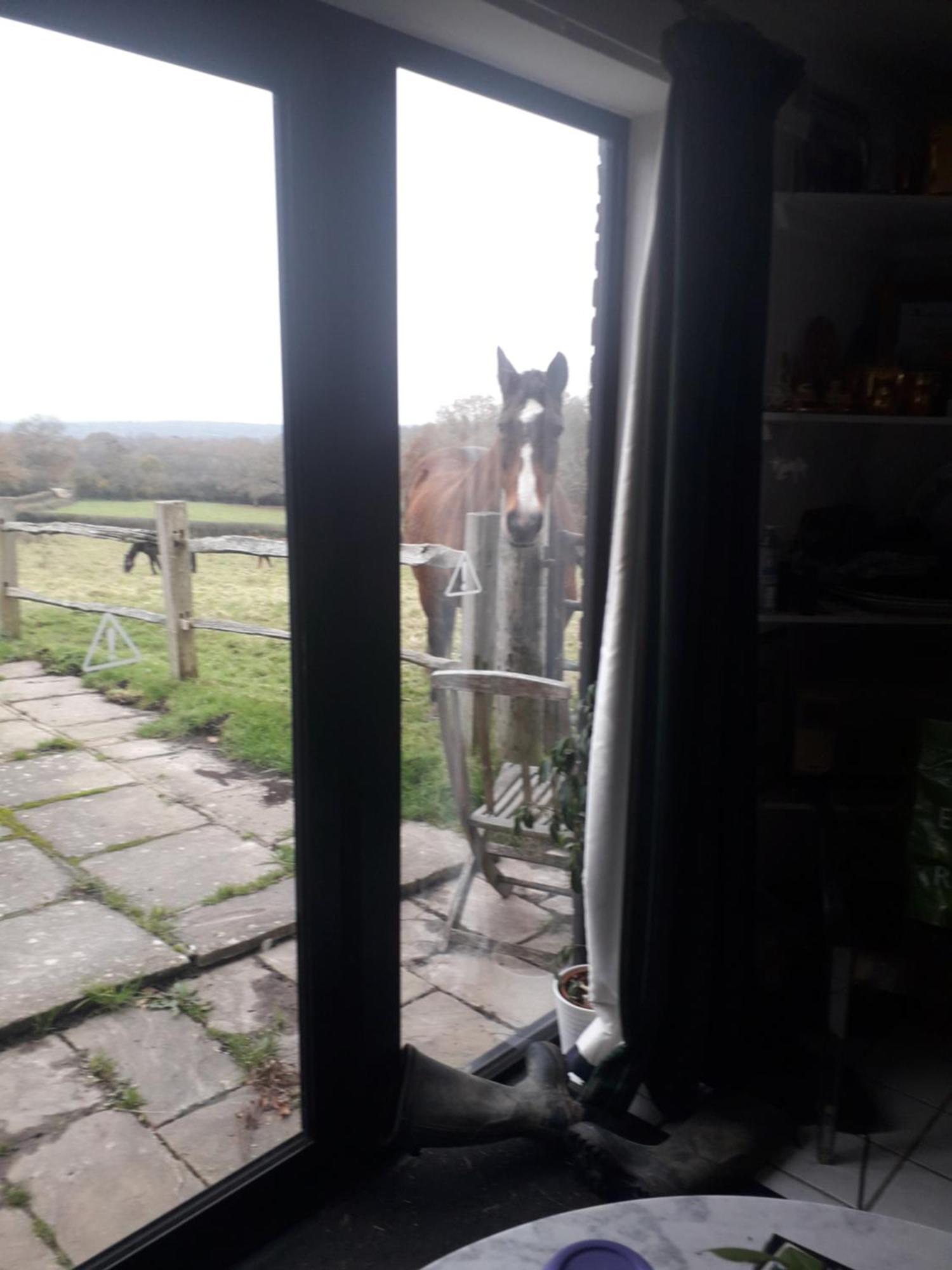 Danehill Moaps Farm B&B Support Small Business, Welcome, Check In From 5 Pm المظهر الخارجي الصورة